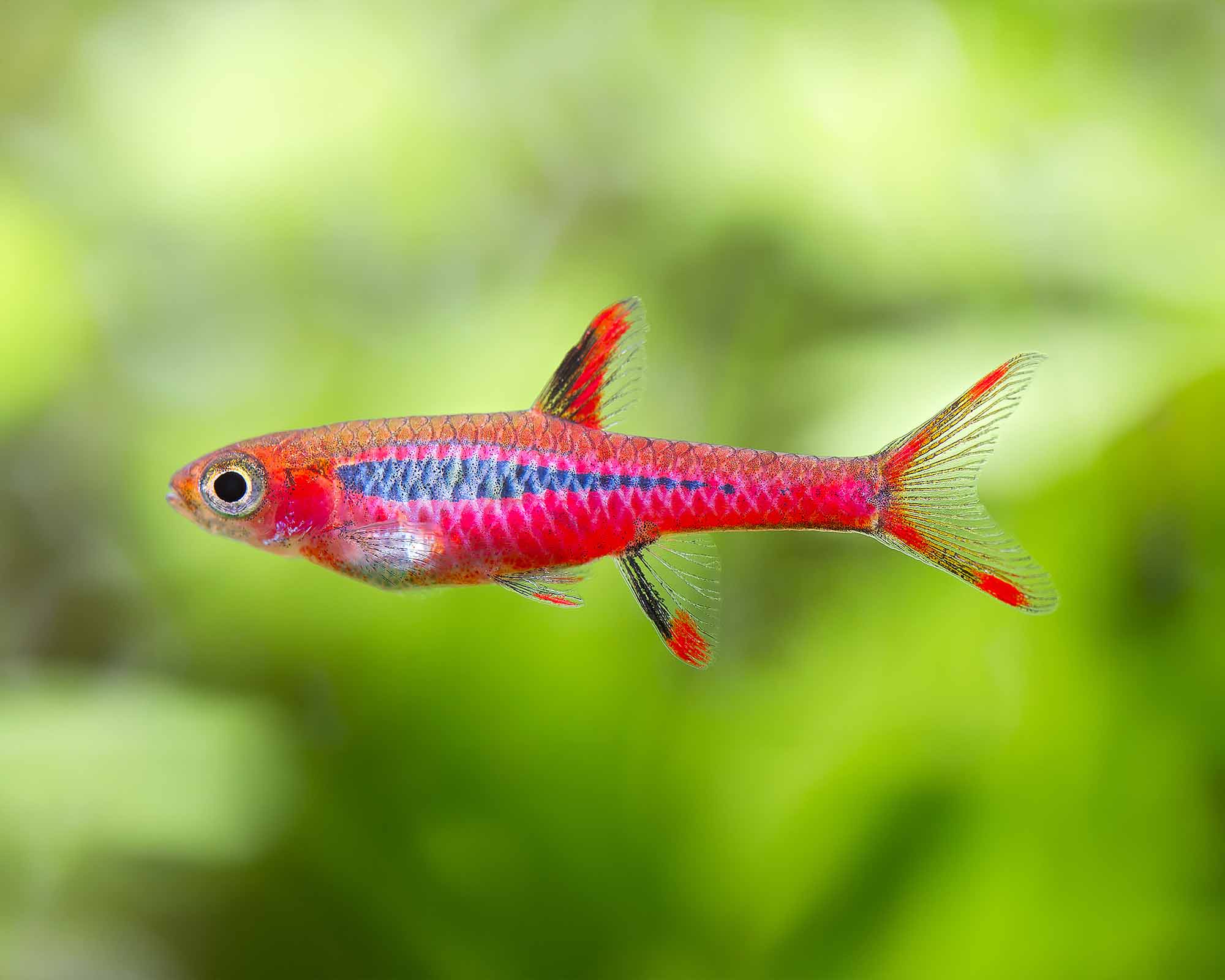 Before You Buy: A Feeding and Bioload Plan for a Planted Freshwater Aquarium